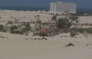 A lány megérdemli szex a nudista strandon az orgazmust